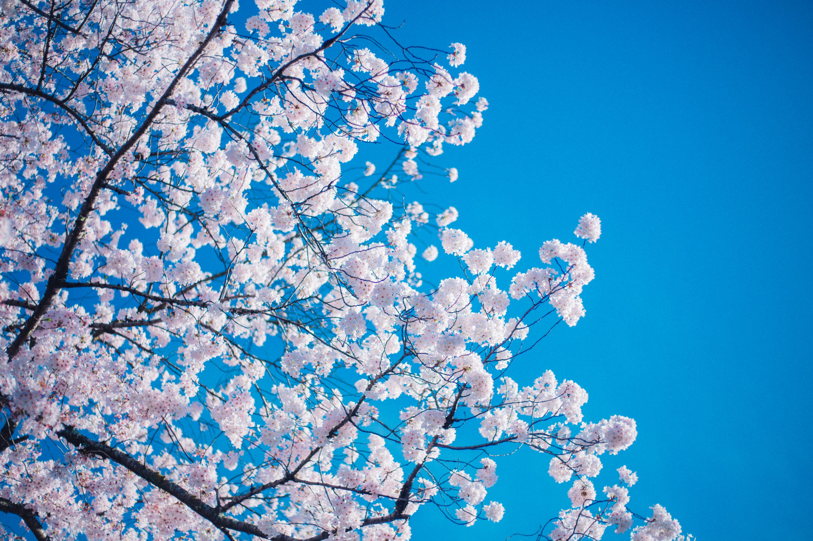 河口湖おすすめの桜の名所は？見頃や祭り・人気の撮影スポットもご紹介！