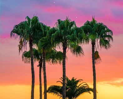 フロリダ・パームビーチが観光に人気！トロピカルリゾートとしても有名！