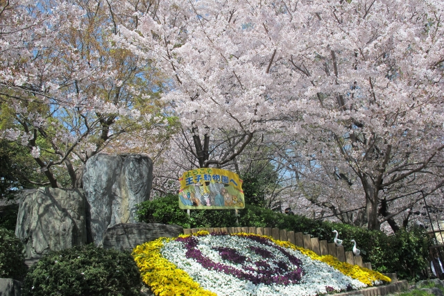 神戸でおすすめの桜の名所は？隠れた穴場でお花見しよう！ライトアップで夜桜も！