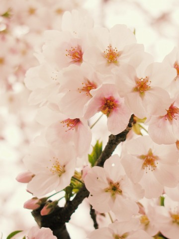 福島県の桜の名所特集 開花時期や見頃は 穴場で花見を楽しもう Travelnote トラベルノート