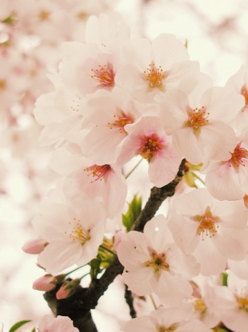福島県の桜の名所特集！開花時期や見頃は？穴場で花見を楽しもう！