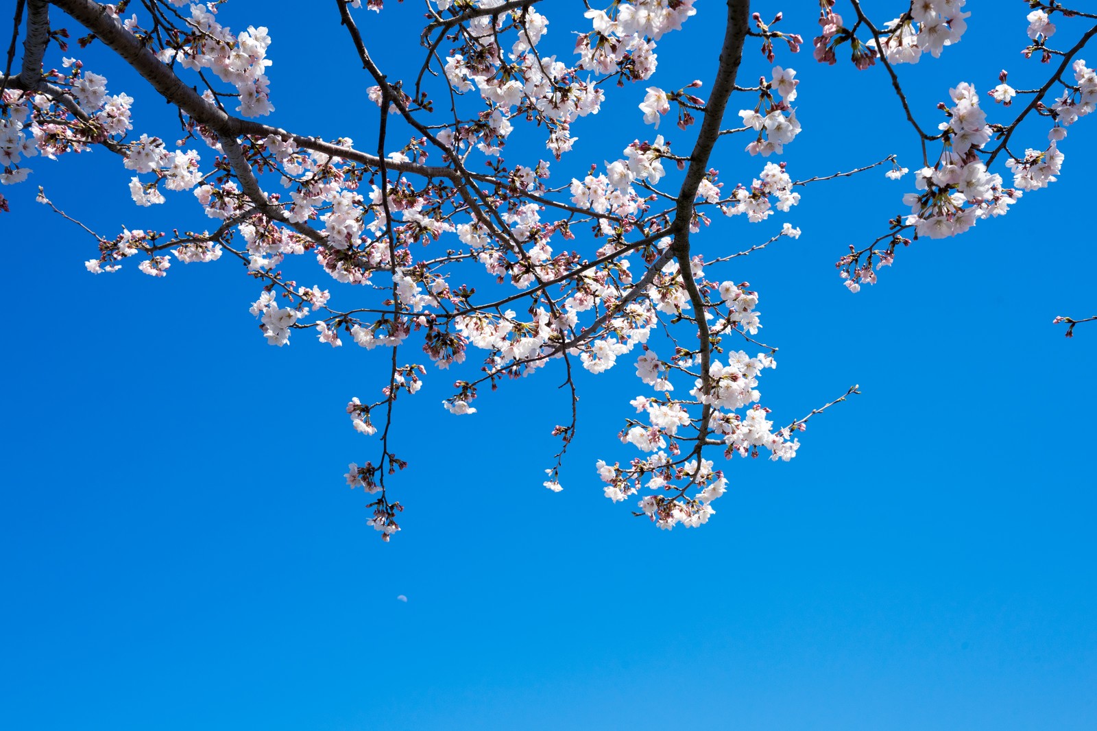 小田原城の桜はいつが見頃？ライトアップや風情を堪能しよう！