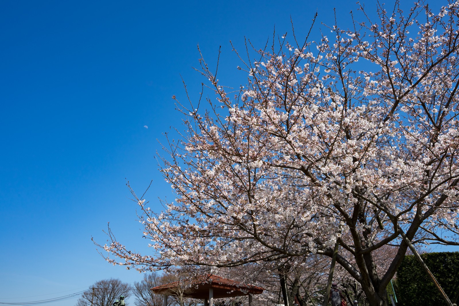 喜多方市の桜の見頃は？おすすめの名所や日中線のしだれ桜でお花見を！
