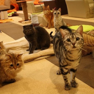 広島の猫カフェでおすすめなのは 可愛い猫たちと癒やしの一時を Travelnote トラベルノート