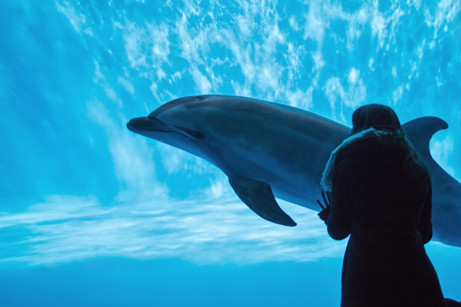 新江ノ島水族館へのアクセスや料金を紹介 水族館デートにもぴったり 2ページ目 Travelnote トラベルノート