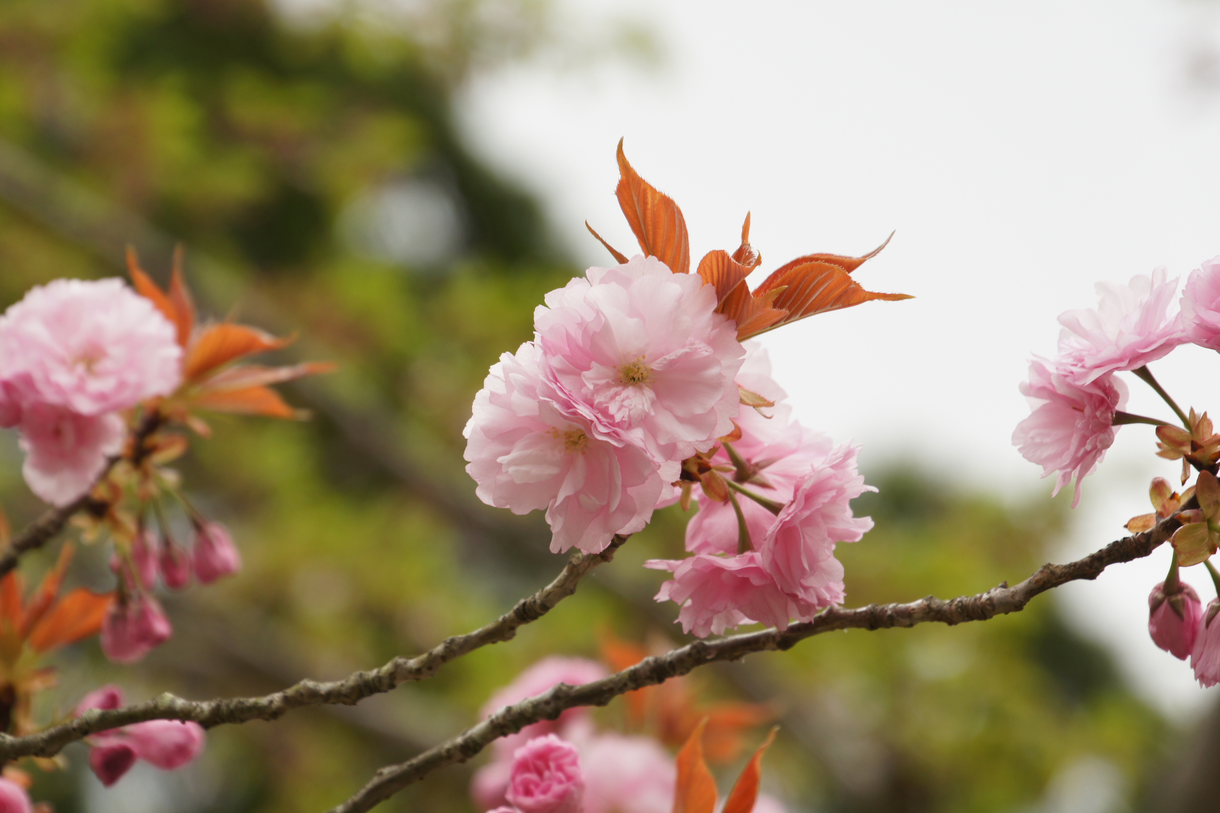 新潟の桜の名所は？ライトアップで夜桜にうっとり！穴場情報も！