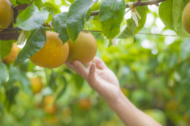 千葉県内の梨狩りスポット特集！おすすめ＆人気の農園をまとめて紹介！