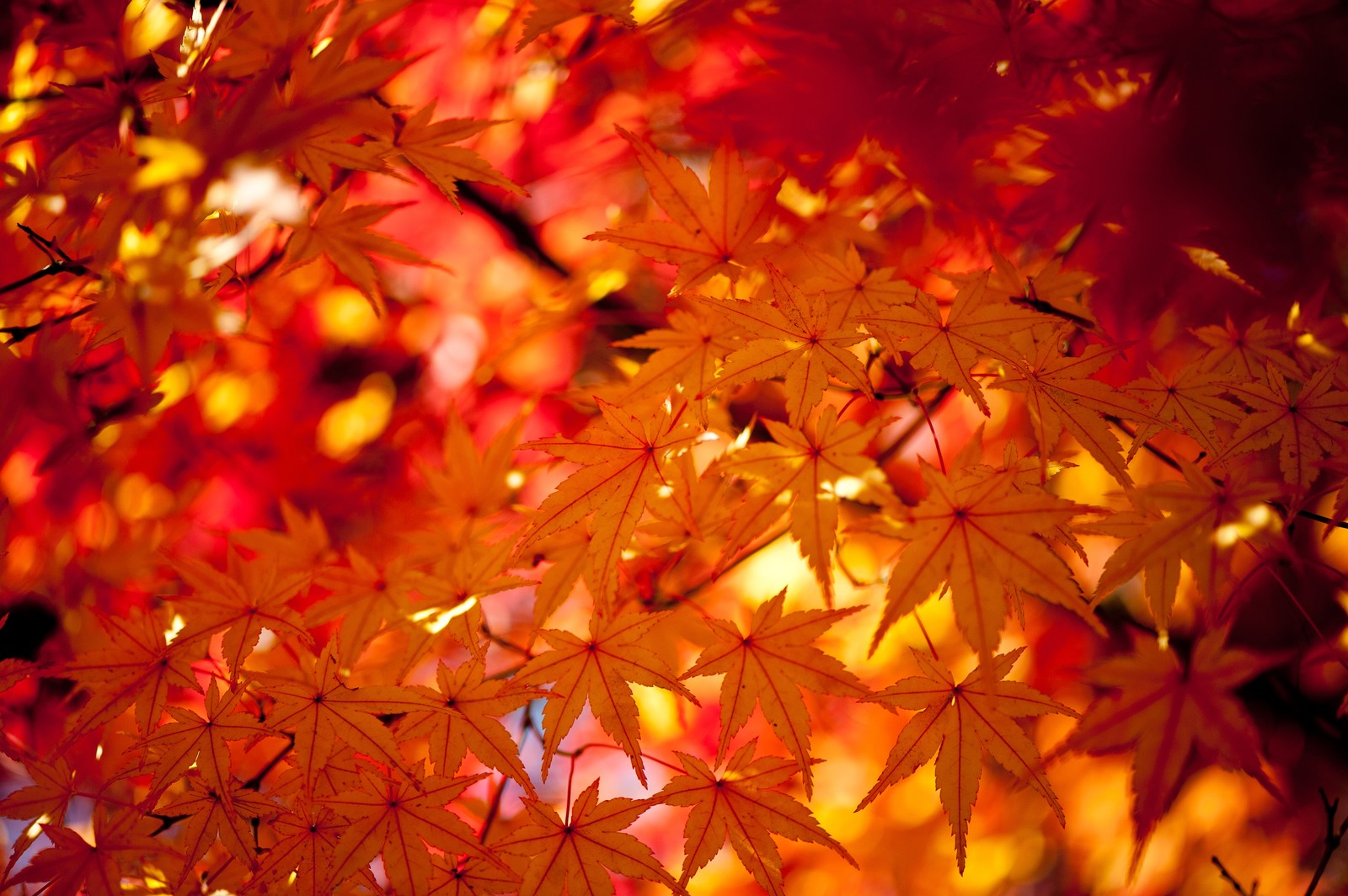 秋の京都観光なら絶対にココ！感動的な紅葉の絶景スポットや見頃を紹介！