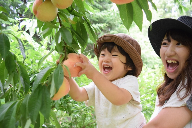 岡山で桃狩りのおすすめはココ！食べ放題など人気の農園で楽しもう！