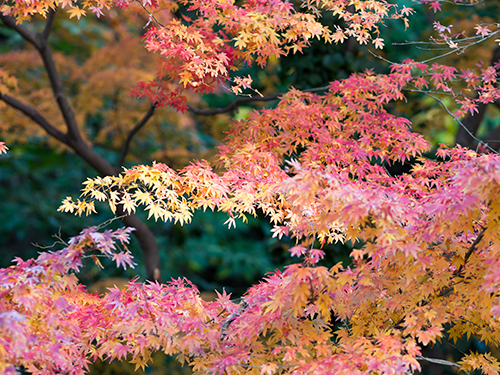 紅葉を見に京都へ！ライトアップされている穴場や旅館にランチ情報も