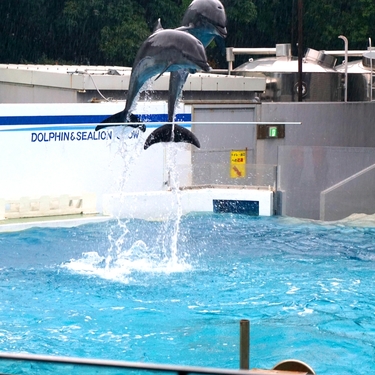 しながわ水族館の魅力は アクアパークとは違う 人気秘密を調べてみた Travelnote トラベルノート