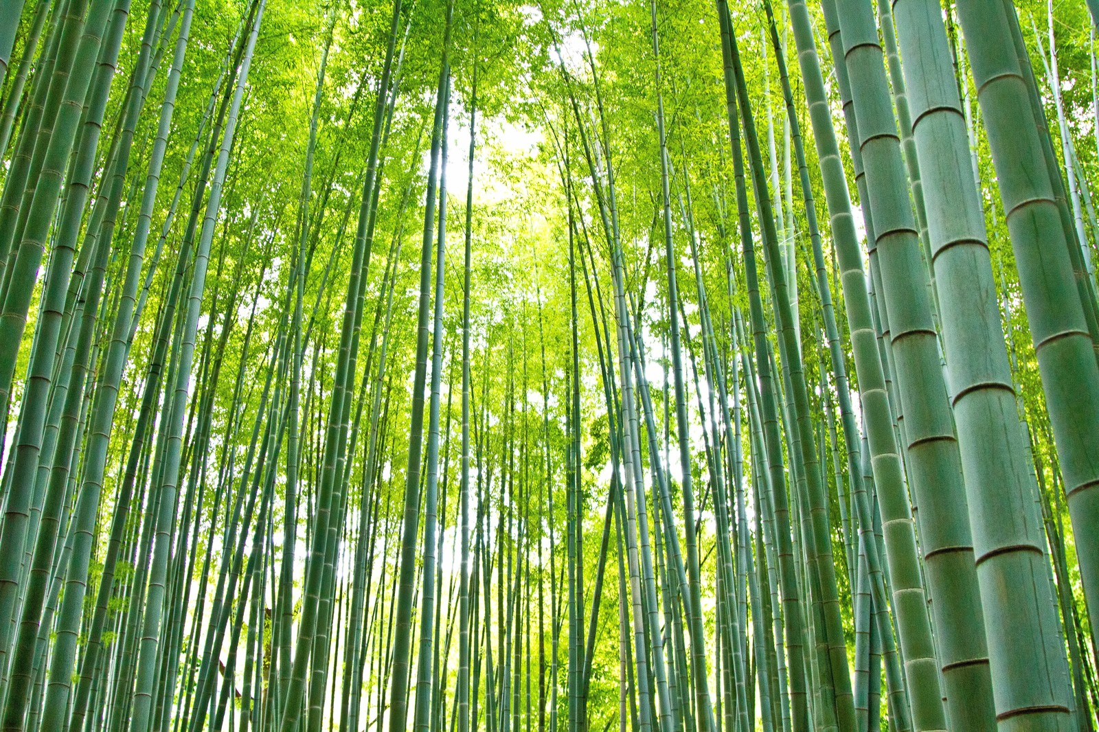 京都 嵐山の 竹林の道 をまったり散策 美しいライトアップも必見 Travelnote トラベルノート