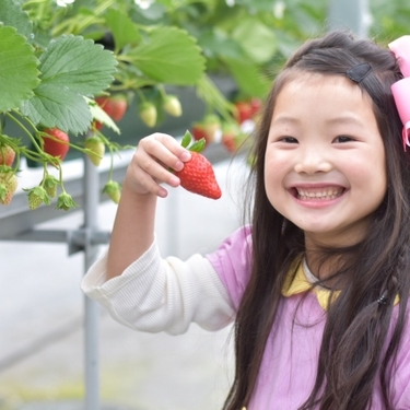 津久井浜観光農園とは いちご狩りやみかん狩りの料金やランチ等の周辺情報もあり Travelnote トラベルノート