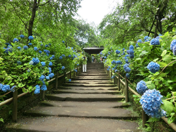 北鎌倉のおすすめランチ11選 写真映え間違いなしの穴場カフェ 絶品和食 Travelnote トラベルノート