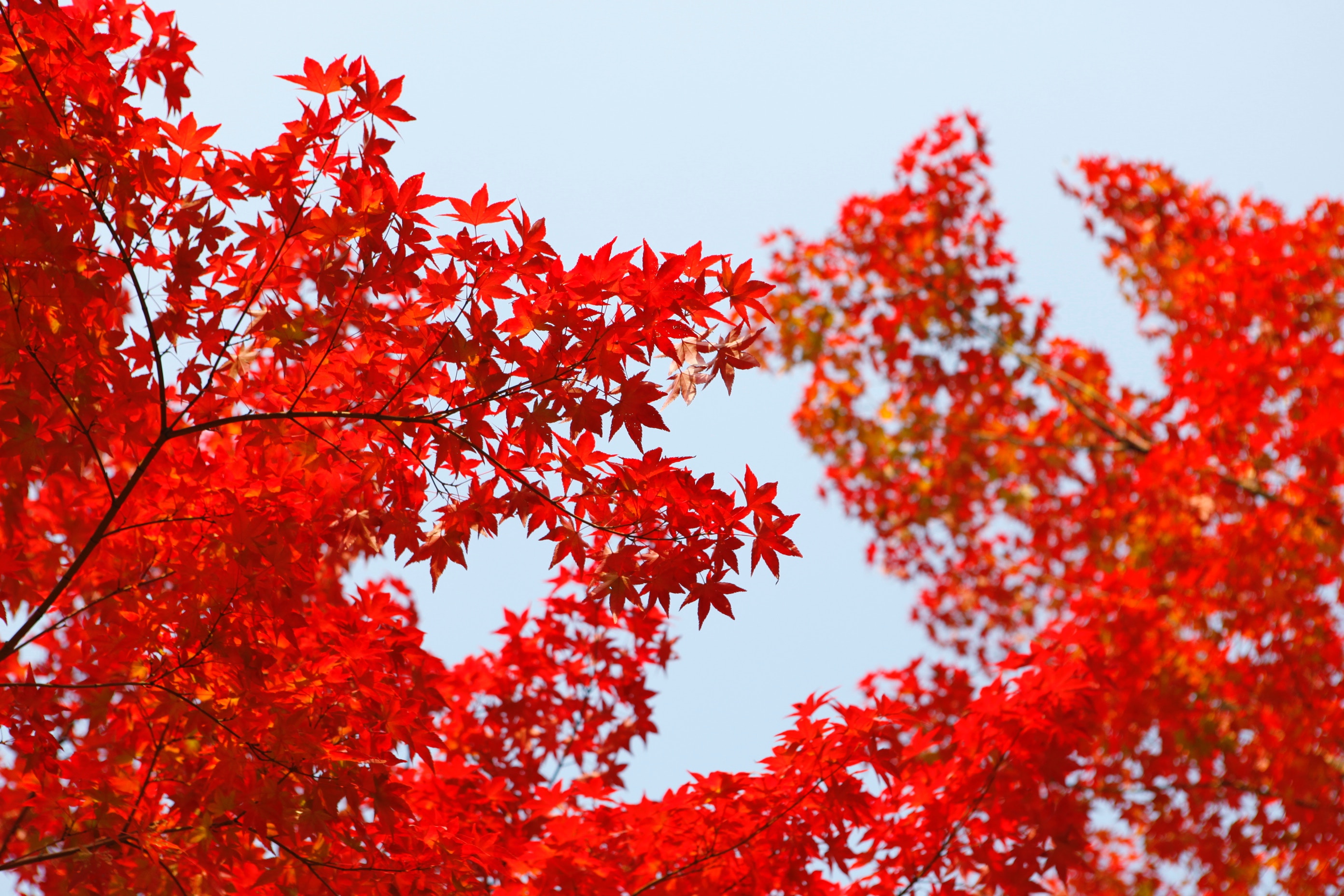 詩仙堂は京都で最強の観光スポット！紅葉の見頃や美味しいランチも！