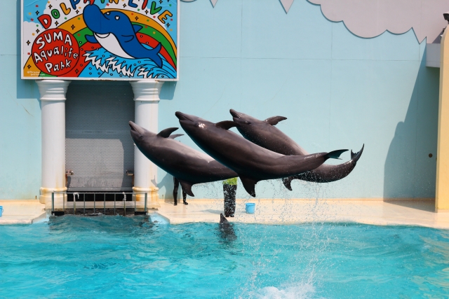 須磨水族館 水族園 のイルミネーションの開催期間は チケットの割引もある Travelnote トラベルノート