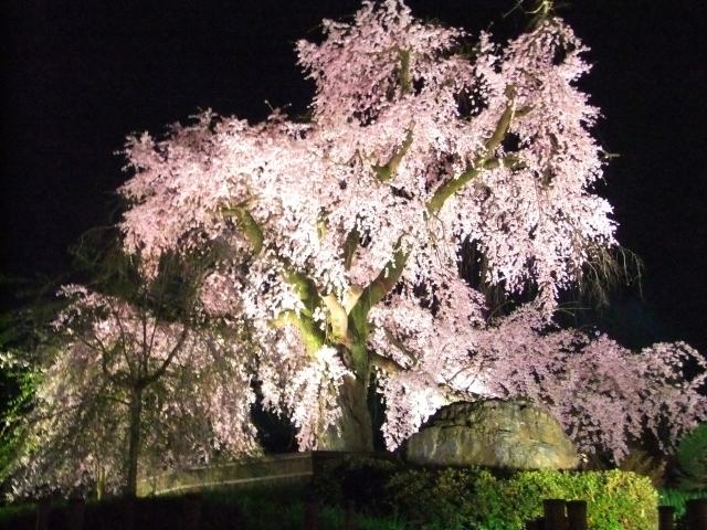 京都の円山公園の魅力 桜や紅葉のおすすめスポット 美味しいランチも Travelnote トラベルノート