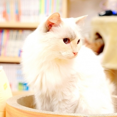 年版 千葉県の猫カフェまとめ かわいい 癒やされる人気店をご紹介 Travelnote トラベルノート