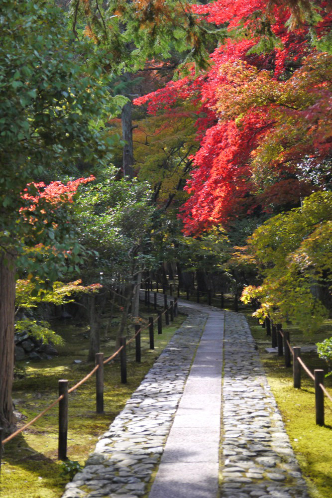 京都 鹿王院の魅力を紹介 美しい参道の紅葉や嵐山が借景の庭園に大満足 Travelnote トラベルノート