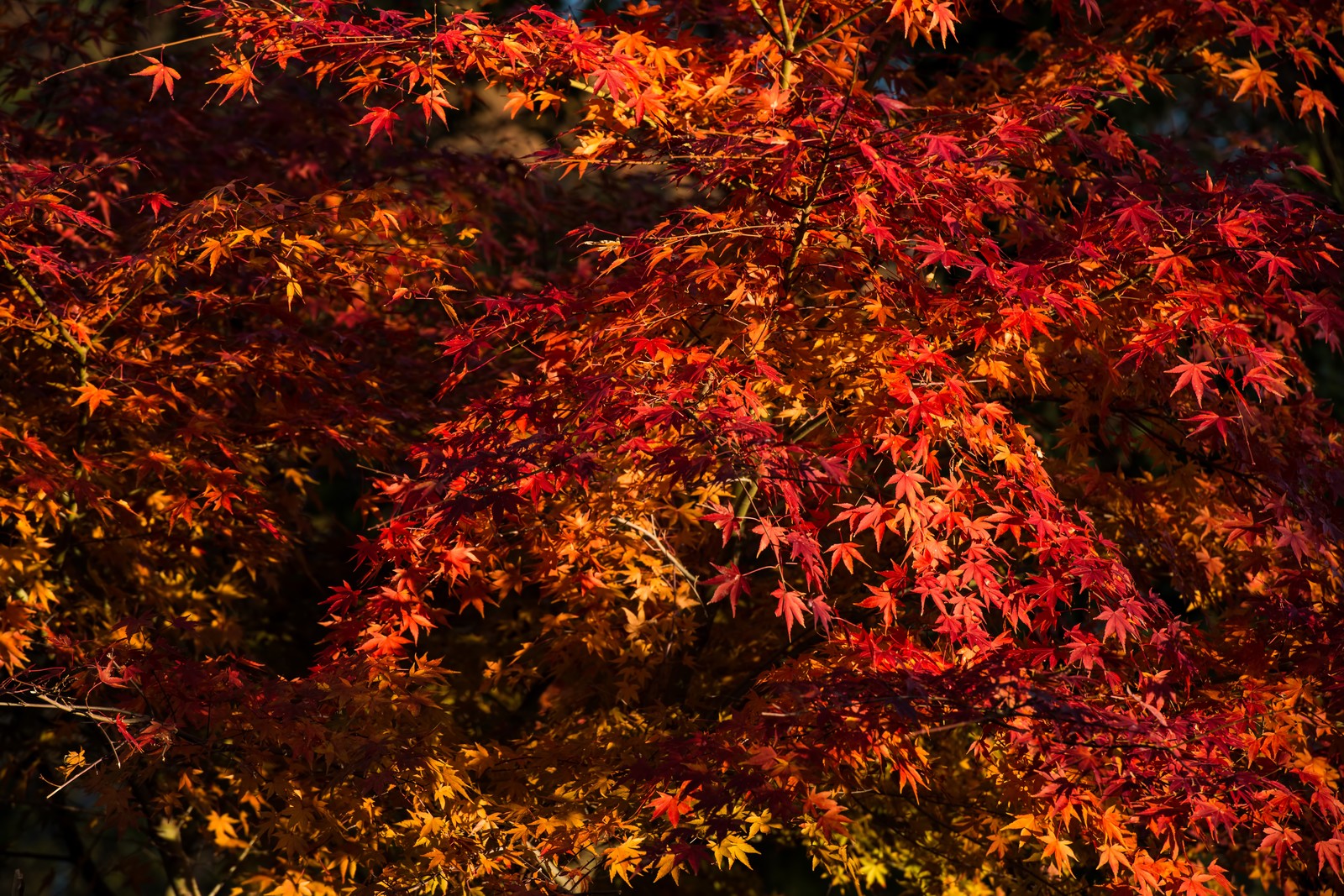 奥多摩の紅葉の見ごろは ドライブやハイキングで秋の大自然を満喫 Travelnote トラベルノート