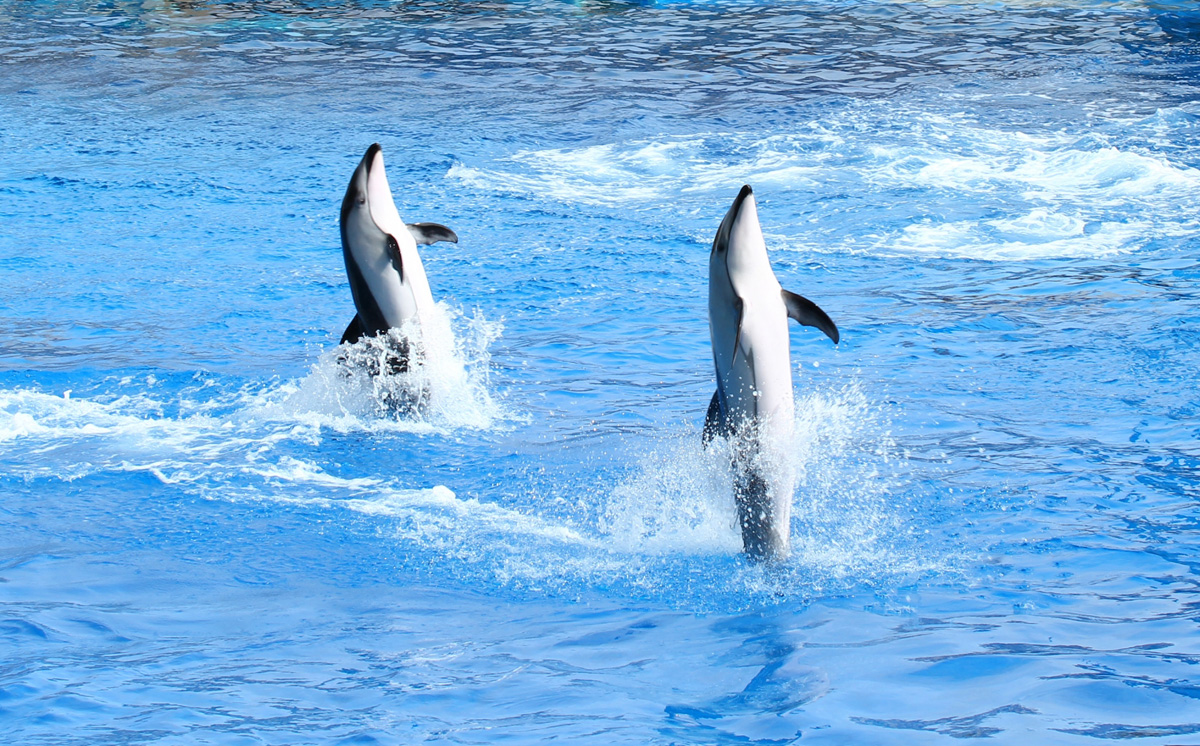 香川 水族館 四国最大級の水族館 四国水族館 香川 宇多津町にオープン 瀬戸内海を望むイルカショーやサメ水槽など