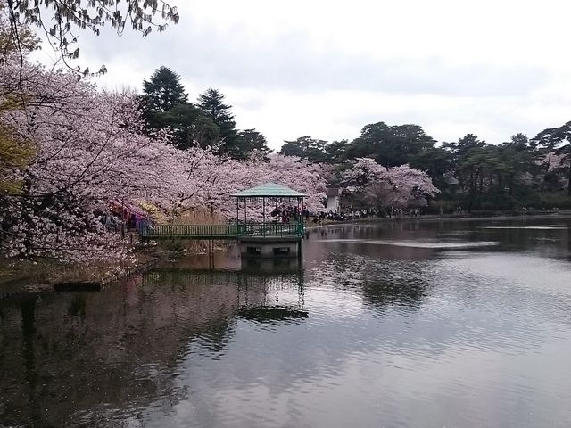 大宮公園は桜の名所 アクセス方法や見頃のライトアップスポット情報も 3ページ目 Travelnote トラベルノート