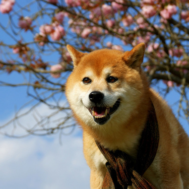 柴犬の里が熊本に 阿蘇で散歩体験 アクセス 料金などご紹介 Travelnote トラベルノート