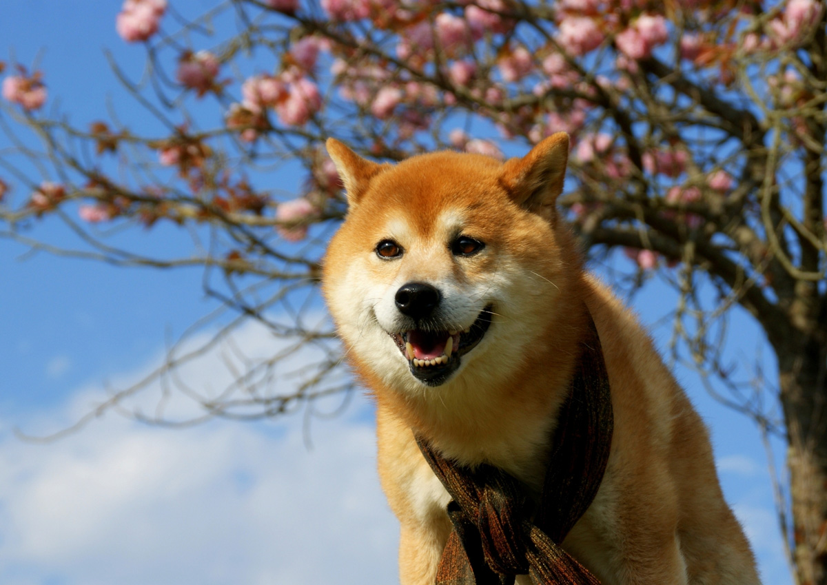 柴犬の里が熊本に 阿蘇で散歩体験 アクセス 料金などご紹介 Travelnote トラベルノート