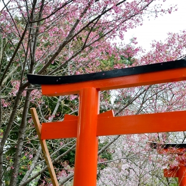 京都 平野神社の見どころは 桜や御朱印 アクセス方法などまとめて紹介 Travelnote トラベルノート