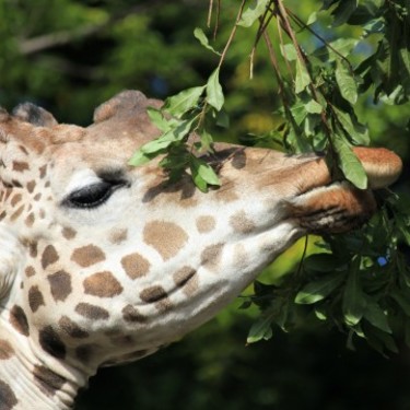 宇都宮動物園は割引クーポンでお得に行こう 子連れに嬉しい情報まとめ 3ページ目 Travelnote トラベルノート