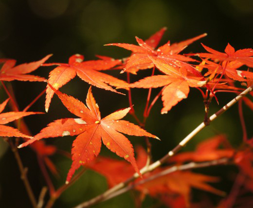 京都・随心院は小野小町ゆかりの地！梅や紅葉・御朱印など見どころ満載！