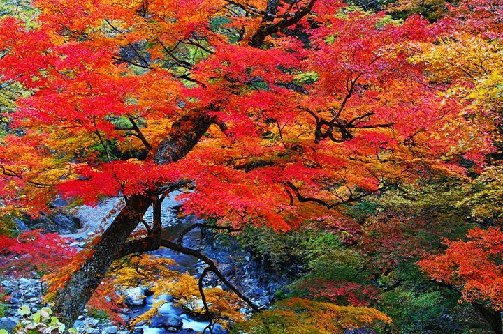中津峡は紅葉が美しい奥秩父の名所 アクセス方法や見頃をまとめて紹介 Travelnote トラベルノート