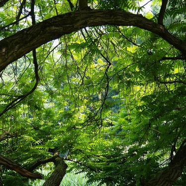 キジムナーとは 沖縄の樹木に住む幸運の精霊 目撃情報もあり Travelnote トラベルノート