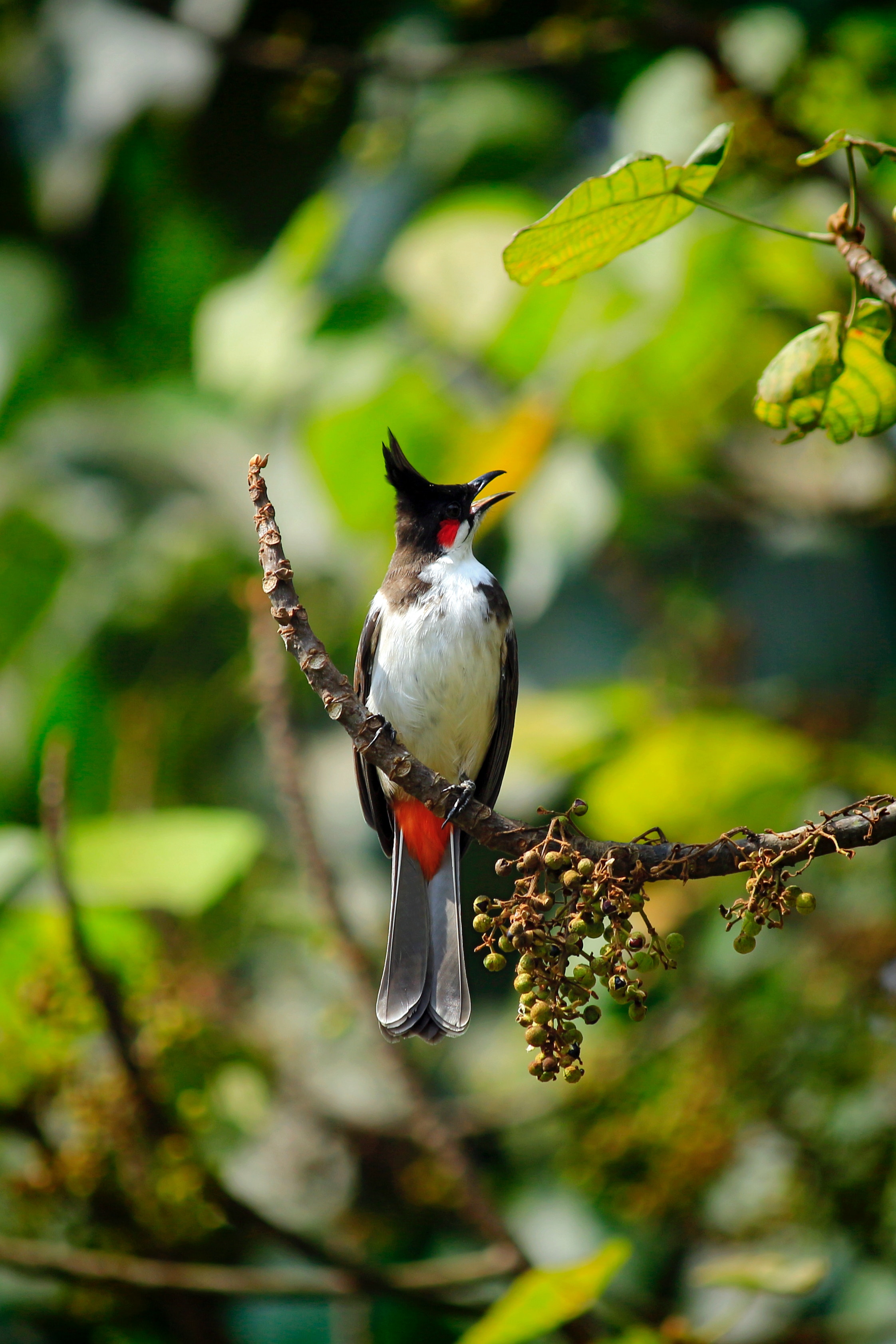 台北植物園は南国らしい景色が楽しめる穴場スポット！野鳥の声に癒されよう！