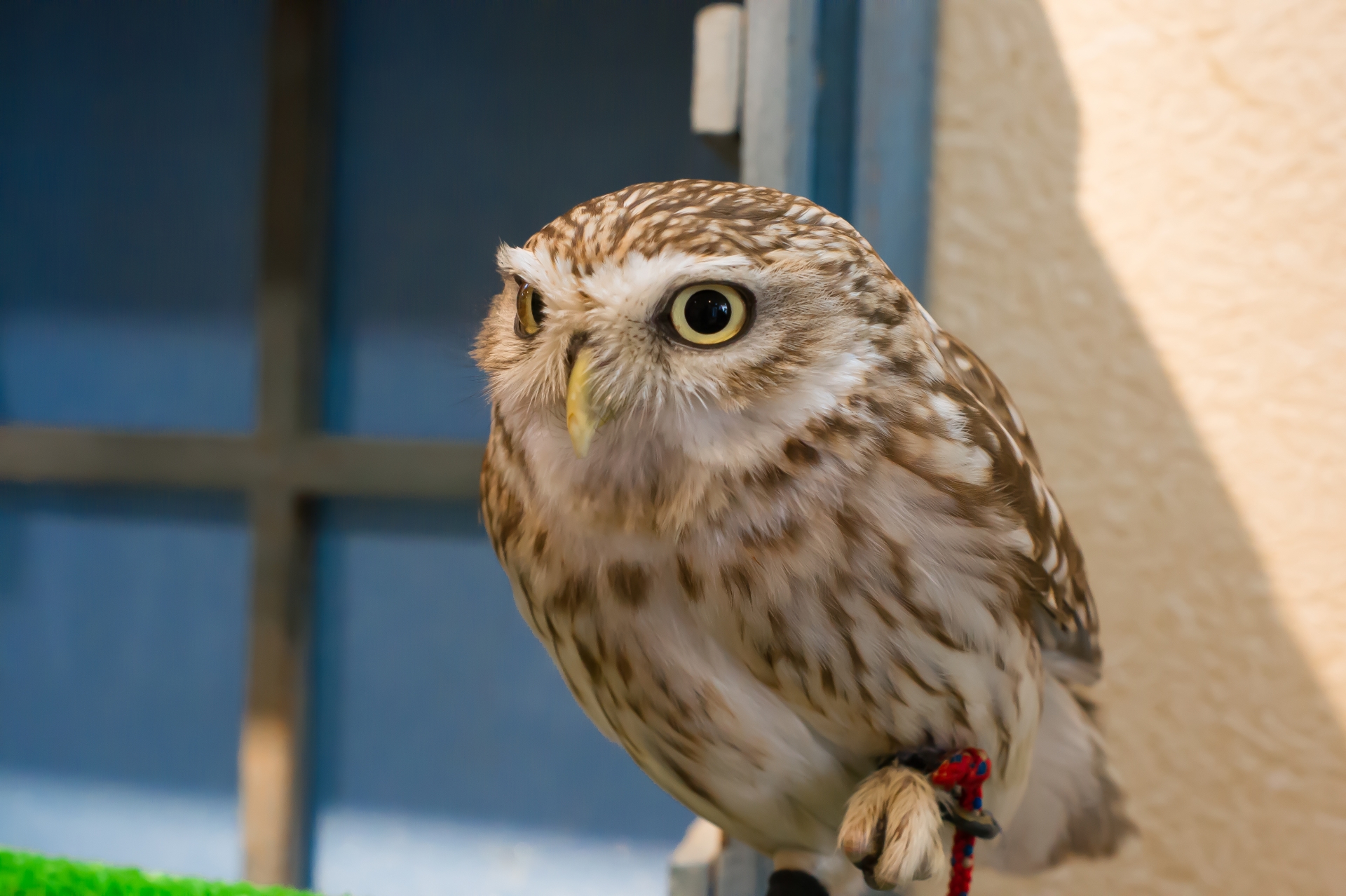 人気の鳥カフェで癒しの時間を 東京でおすすめの店を厳選して紹介 Travelnote トラベルノート