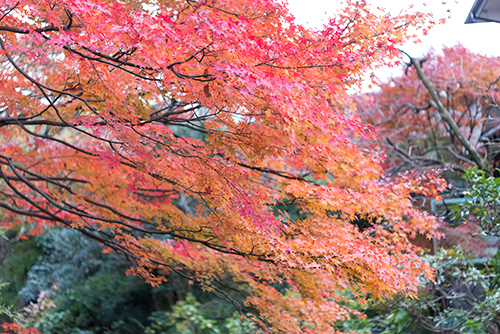京都・宝筐院は嵯峨野の紅葉スポット！見頃や拝観料などまとめて紹介！