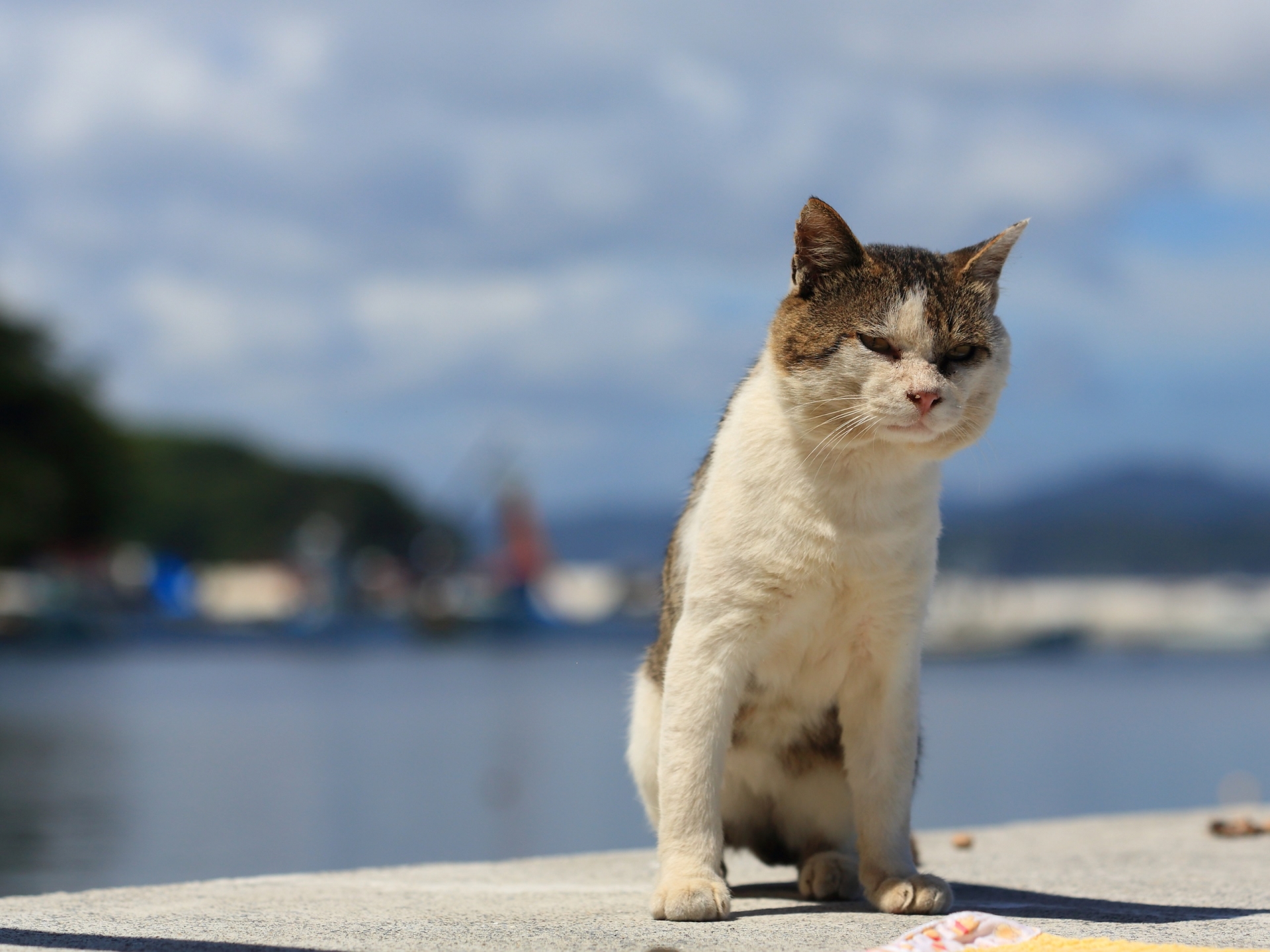 田代島は猫島として有名 フェリーでのアクセス方法などもご紹介 2ページ目 Travelnote トラベルノート