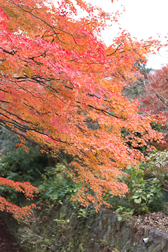 和歌山の紅葉おすすめスポットは 見頃の時期や穴場もご紹介 Travelnote トラベルノート