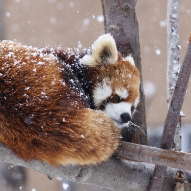 茶臼山動物園でレッサーパンダとお散歩 アクセスや料金に見どころもご紹介 Travelnote トラベルノート