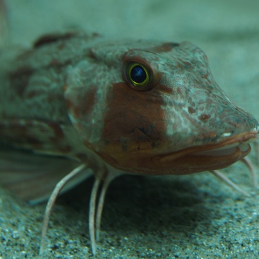 群馬県内 周辺の水族館をチェック デート 子供連れ 観光にもおすすめ Travelnote トラベルノート