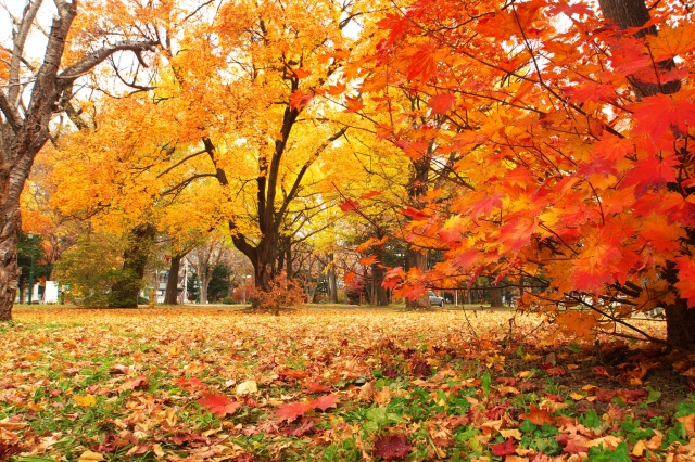 神奈川の紅葉スポット紹介 公園や登山 ドライブしながら楽しめる穴場も 2ページ目 Travelnote トラベルノート