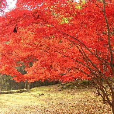 高野山紅葉のスポットのおすすめは 見頃 駐車場 穴場へのアクセスも紹介 Travelnote トラベルノート