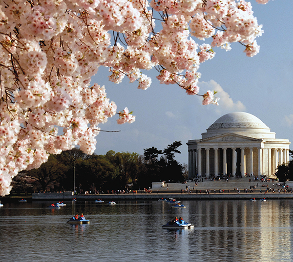 ワシントンdcは桜の名所 桜祭りの時期やおすすめの見所を調査 Travelnote トラベルノート