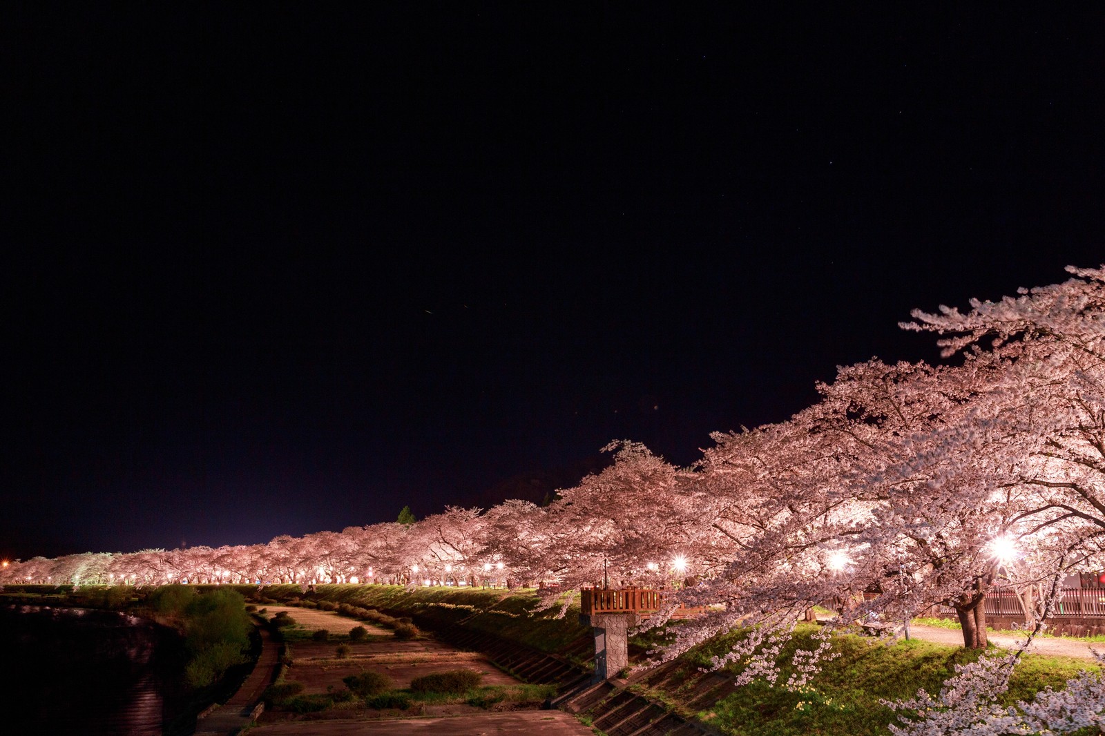 岩倉桜祭りはライトアップされた夜桜が見どころ！山車巡行など多彩なイベントも！