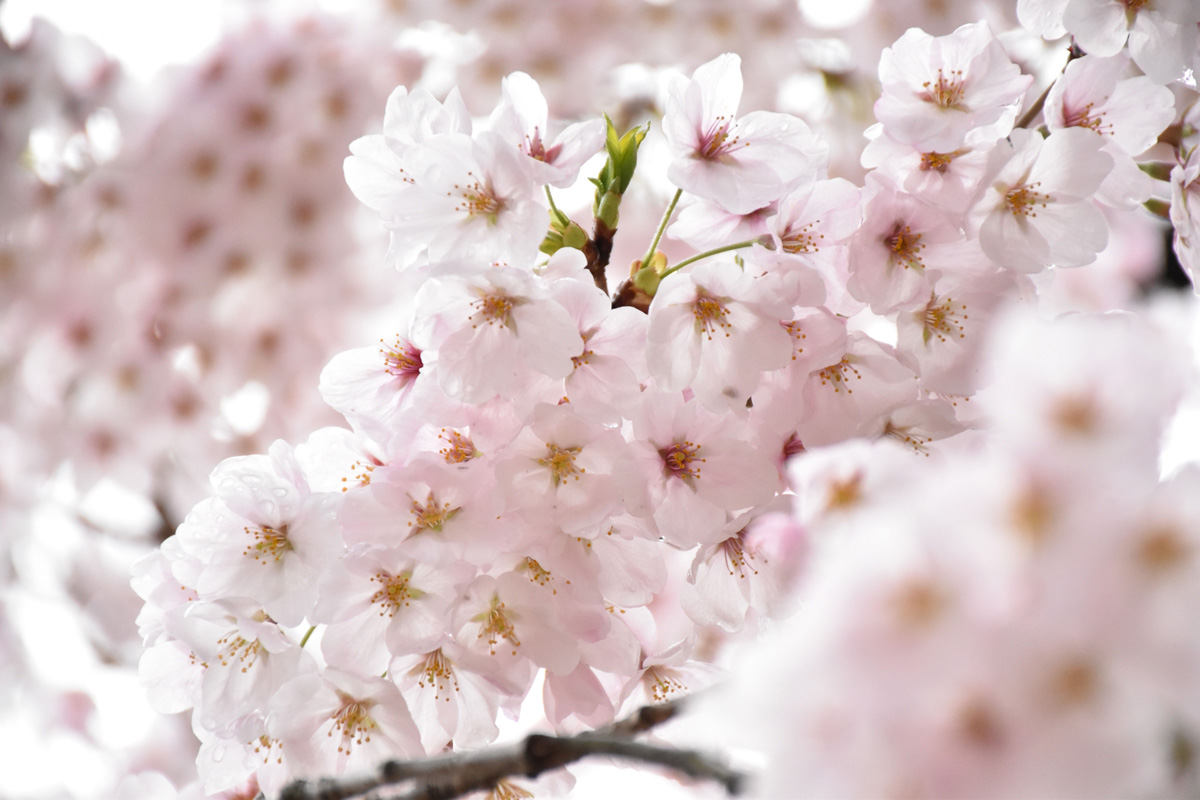 高見の郷はしだれ桜で有名！アクセスや料金などまとめてご紹介！