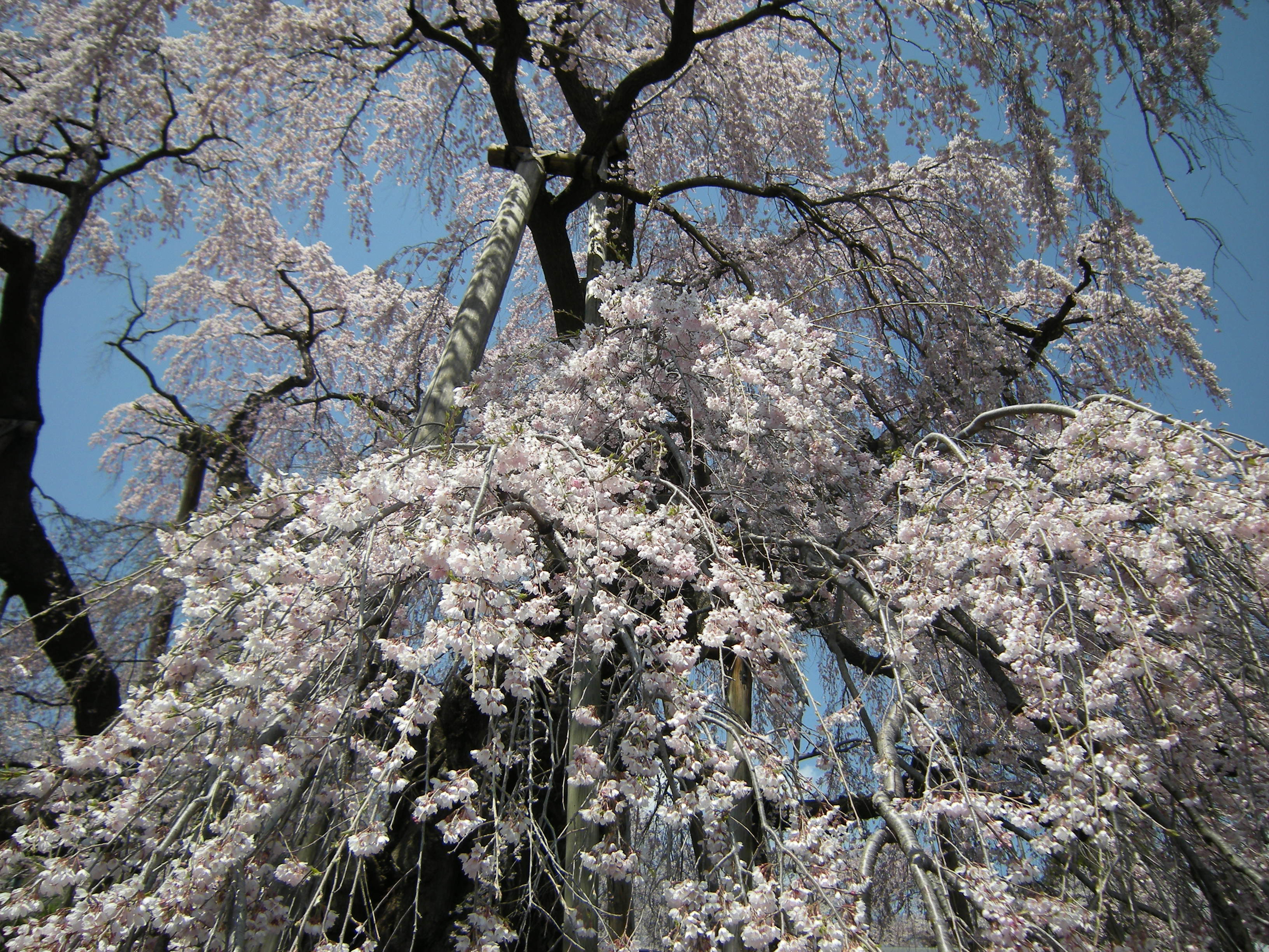 花見山のアクセスや見どころは 福島市の桜で人気のスポットを紹介 Travelnote トラベルノート