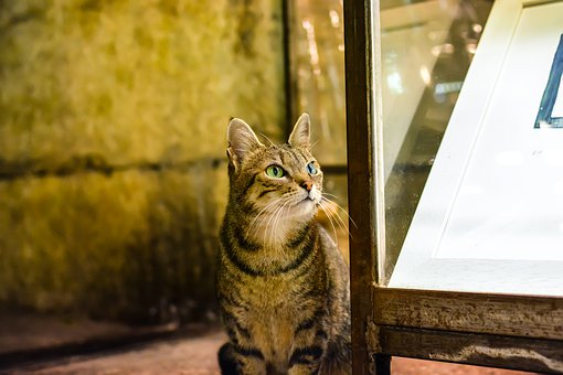 ねころびは池袋の人気猫カフェ 料金や営業時間 アクセス方法紹介 2ページ目 Travelnote トラベルノート