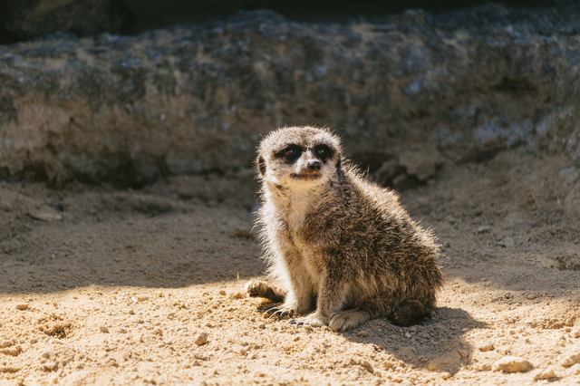 上野動物園デートのおすすめプランまとめ ランチや周辺スポットも徹底紹介 Travelnote トラベルノート