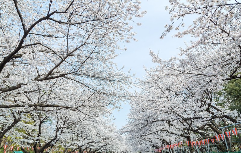 万博公園の桜はいつが見頃？桜まつりやライトアップ情報もまとめて紹介！