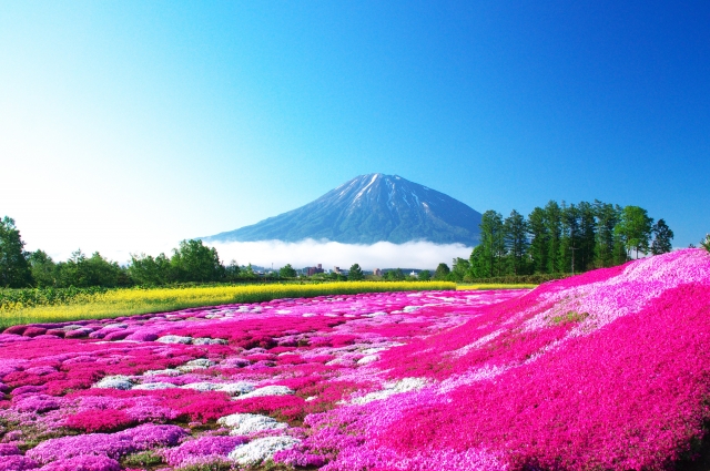 北海道 芝桜の名所をランキングで紹介 ピンクの絨毯の見頃やアクセスは Travelnote トラベルノート